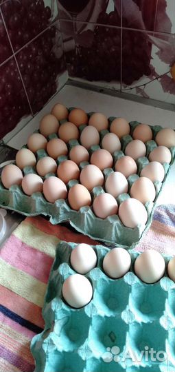 Домашние куриные яйца