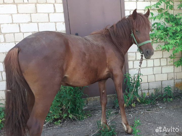 Лошади жеребята