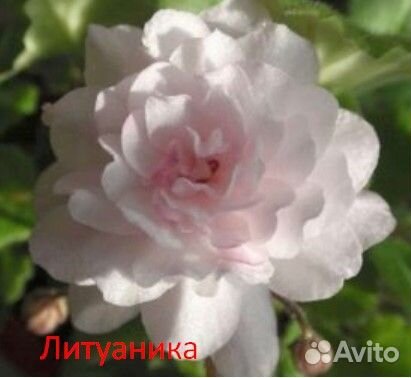 Сортовые фиалки детки, стартеры