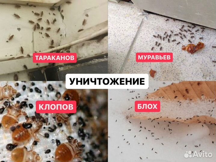 Уничтожение тараканов, клопов, клещей, насекомых