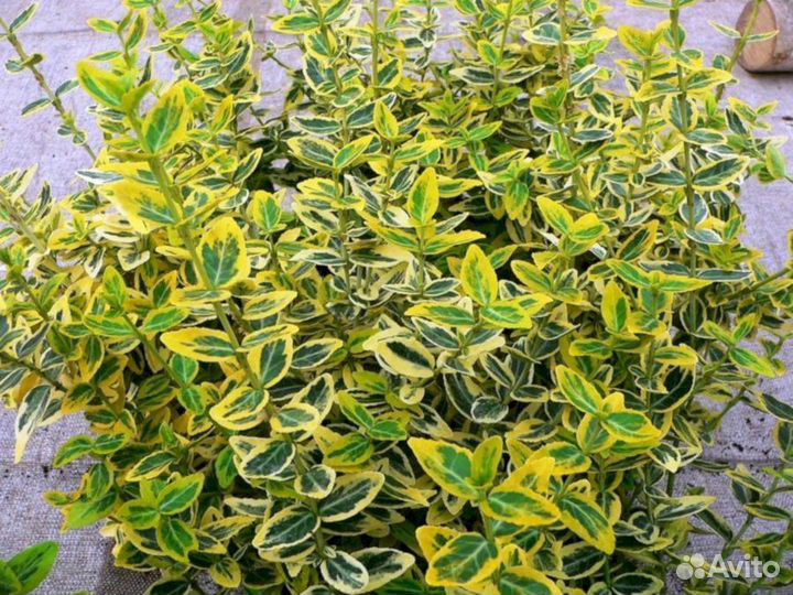 Бересклет Форчуна Эмеральд Голд