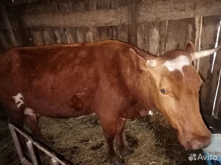 Продаётся корова 80000