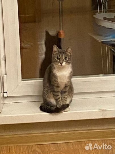 Очень ласковая и нежная кошка