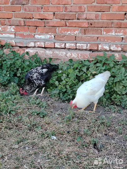 Куры петухи