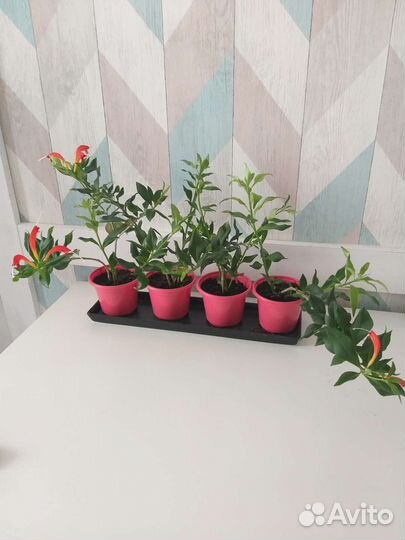 Эсхинантус, жар-птица