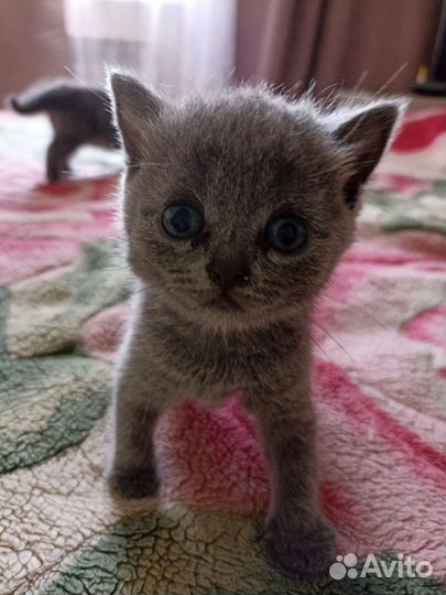Британские котята