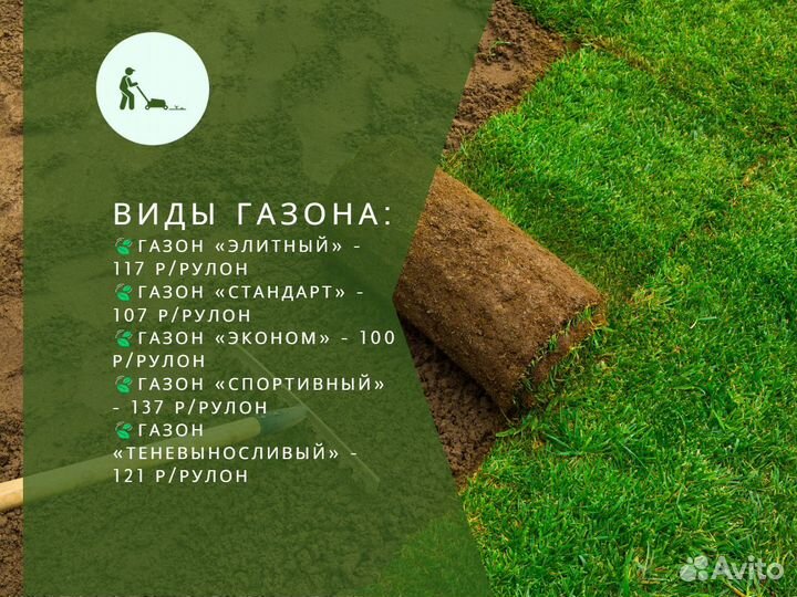 Рулонный газон мятлик