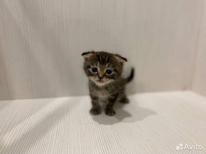 Отдам котика в добрые руки