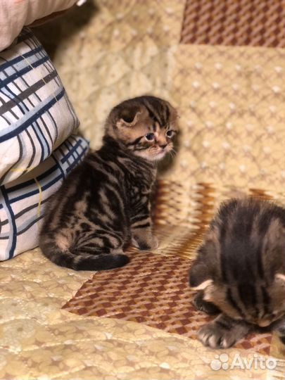 Шотландские вислоухие котята