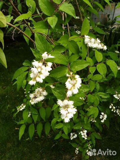 Дейция (кустарник)