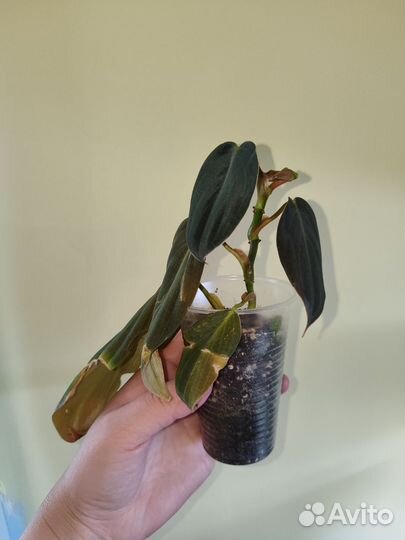 Филодендроны