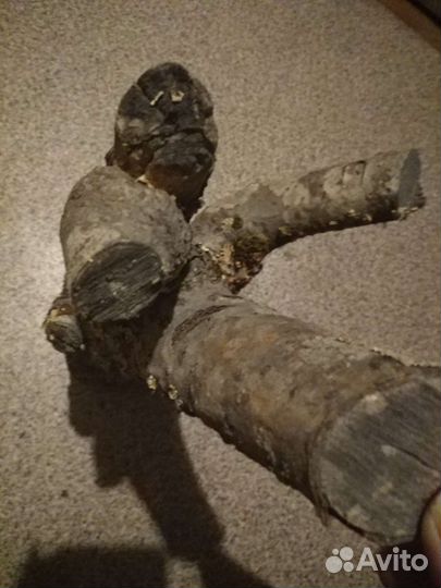 Сливовые ветки, замшелая древесина