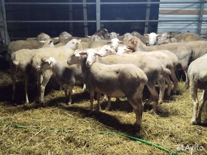 Овцы и козы