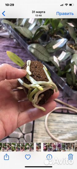 Орхидея Фаленопсис