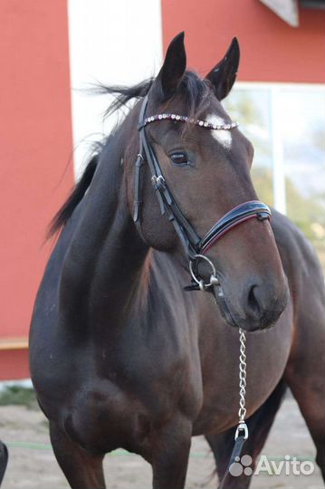 Лошадь кобыла