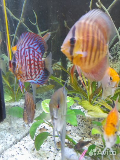 Дискусы 4 - 6 см