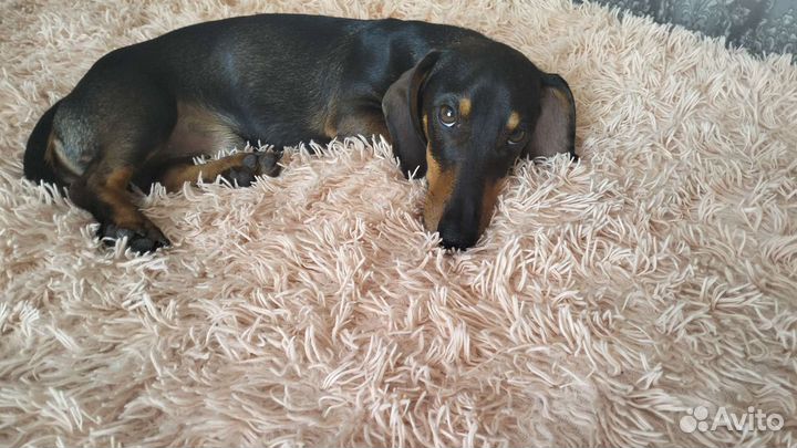 Вязка карликовая такса