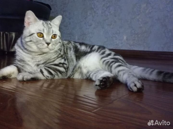 Котик для вязки