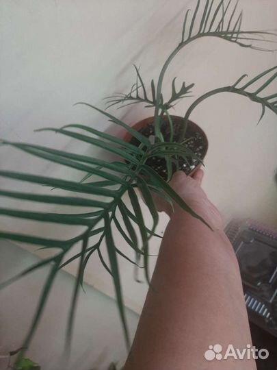 Филодендрон