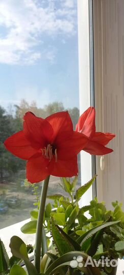 Гиппиаструм