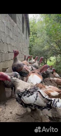 Продаются индюки