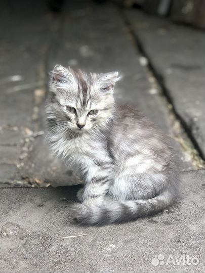Котенок