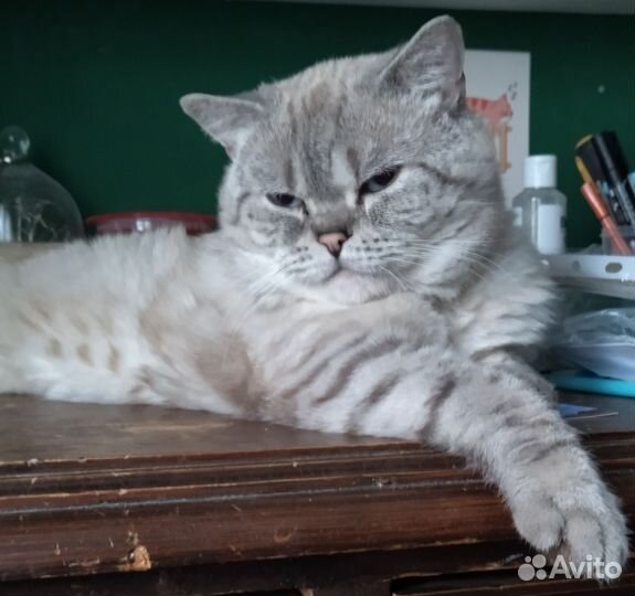 Британский кот в дар