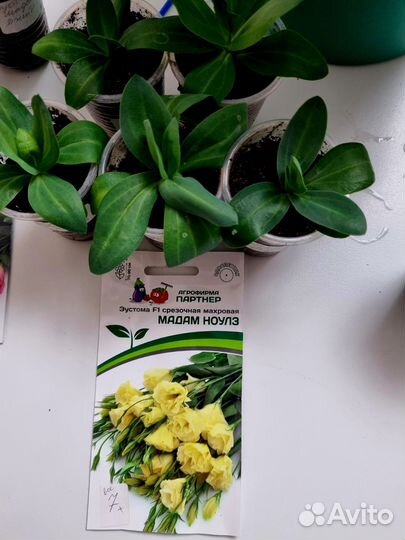 Продам рассаду Эустомы