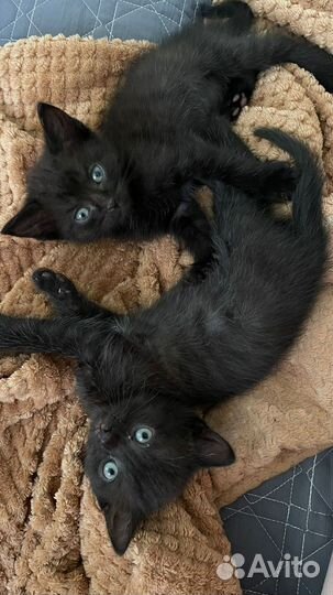 Отдам котят в добрые руки
