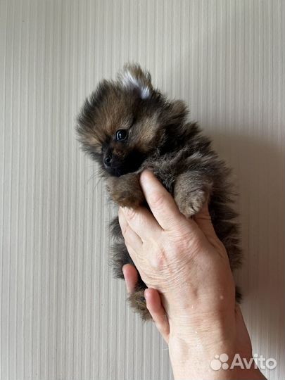 Померанский шпиц мини