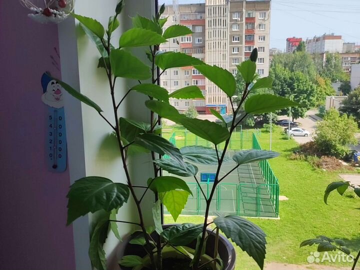 Гибискус китайская роза