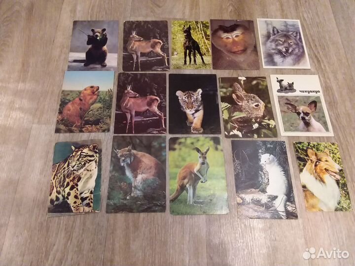 Открытки животные,птицы СССР 54 штуки