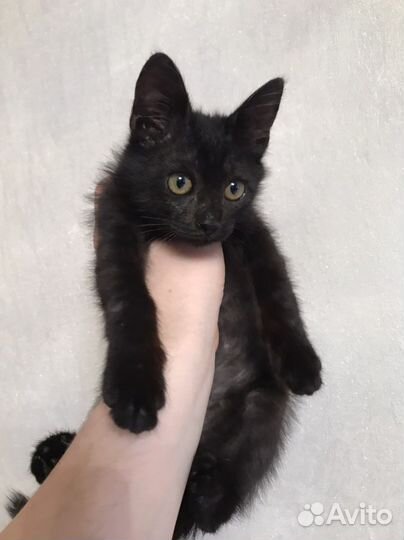 Котенок черный