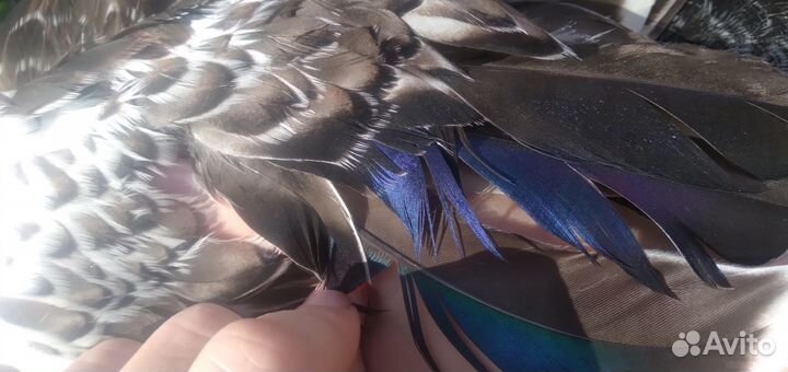 Селезни метис Руаннская и Черри Велли