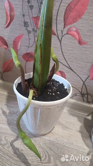 Замиокулькас