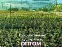 Спирея японская Литтл Принцесс опт