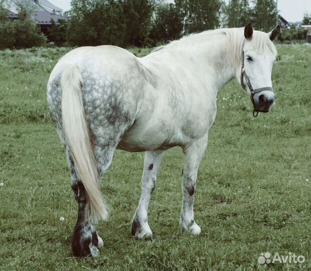 Две белые упряжные лошади