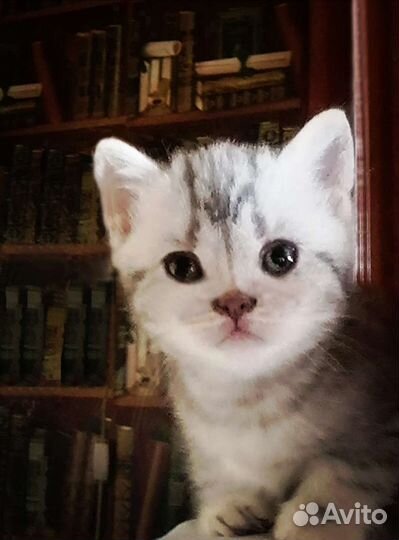 Британские котята короткошерстные