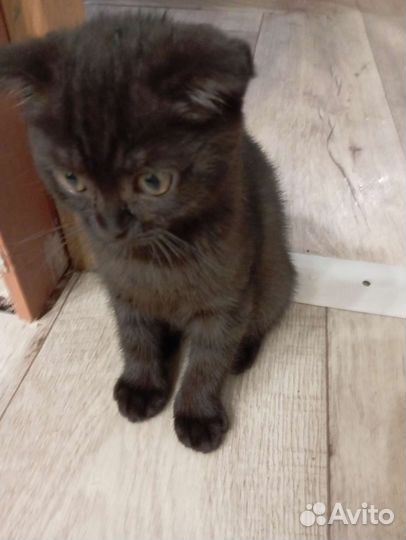 Шотландские котята