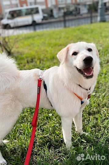 Лу, малышка, ищет маму