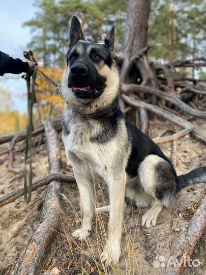 Восточноевропейская овчарка вязка