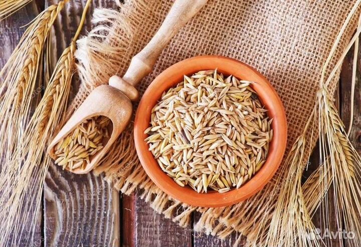 Сидераты Овёс,Горчица,Рожь озимая