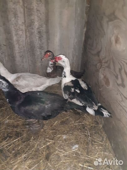 Индоутки,семья