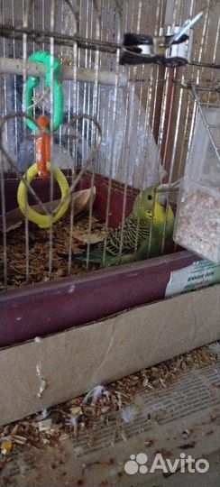 Птенцы волнистых попугаев