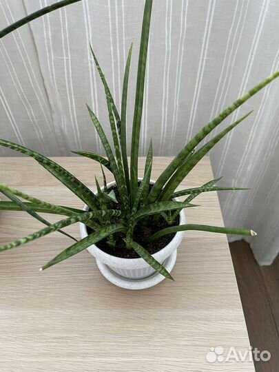 Сансевиерия микадо