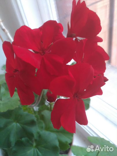 Герань пеларгония цветущая