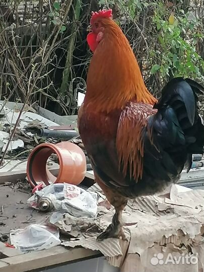 Молодые петухи