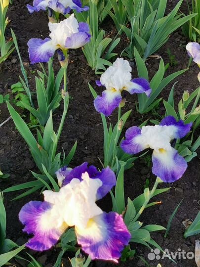 Многолетние цветы