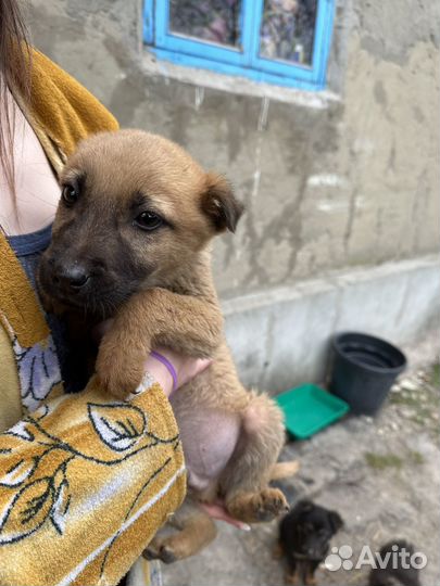 Собаки в добрые руки