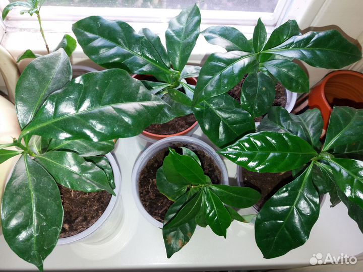 Кофе арабика, кофейное дерево